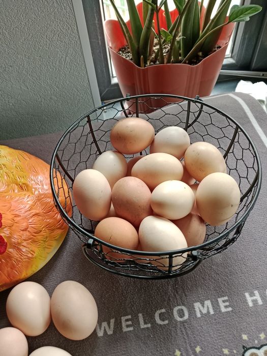 Яйца дакан хороших кровей