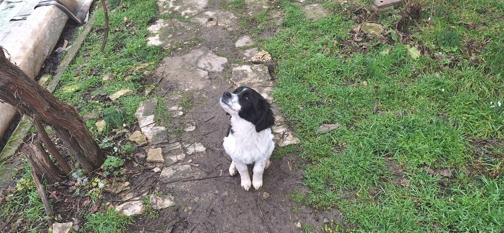 Подарявам кученца