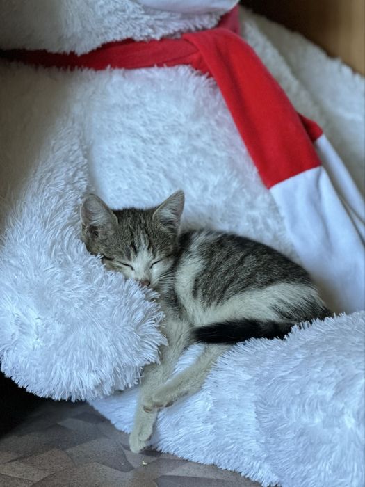 котенок в добрые руки