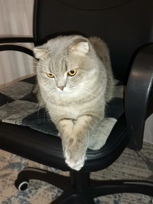 Отдам кота в добрые руки