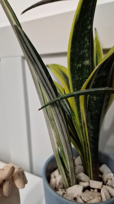 Продам композицию из сортовых сансевиерий