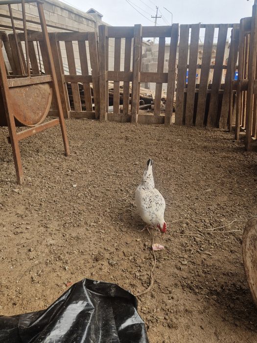 Карликовые  бетнамки