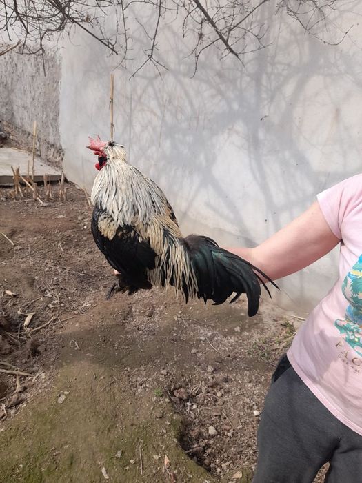 Продаются японские петухи