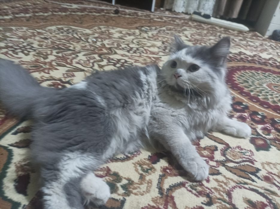 Zotdor mushuk Skottish strayt yoki britaniya uzunyunlihi