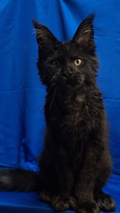 Котята из питомника