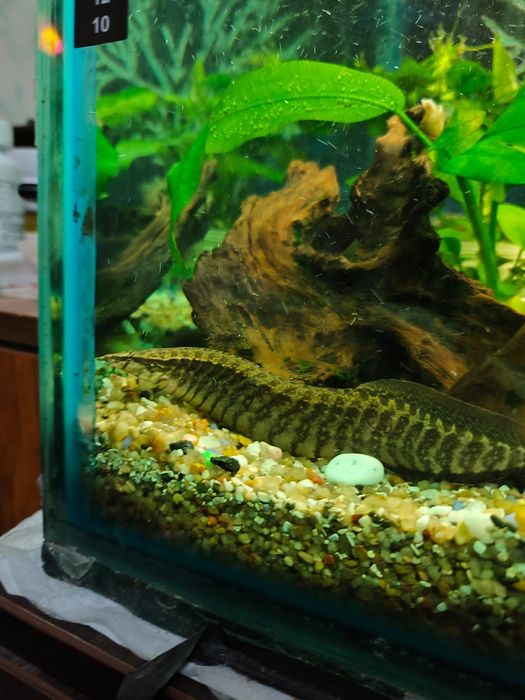 Продам рыбок 4 штуки