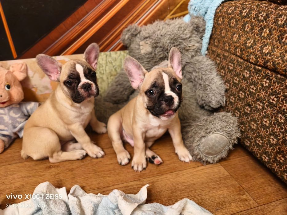 Щенки французского бульдога.