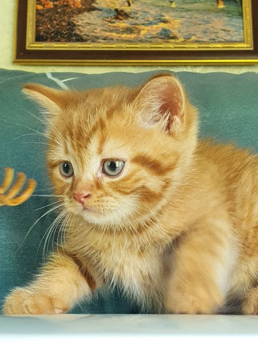 Скотиш страйт мальчик и девочка