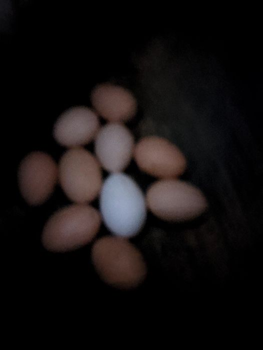 Яйца домашние куриные