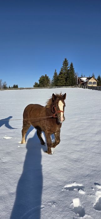 Mânză semigrea de șase luni este disponibilă pentru vânzare