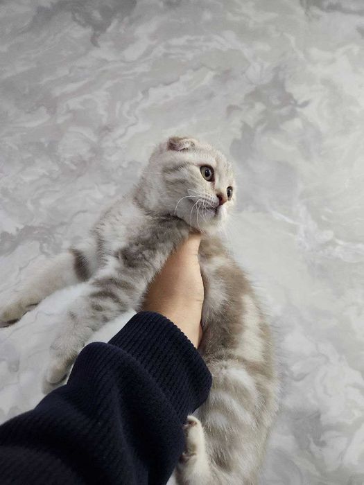 (Вязка) Vyazka xizmati arzon narxda Scottish fold