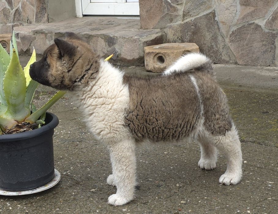 Mascul akita american
