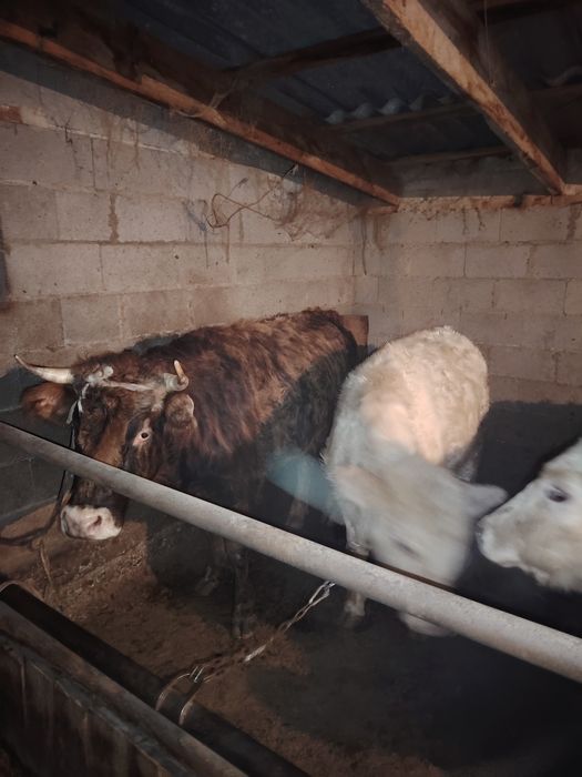 5құнажын 3 бұқа сатылады