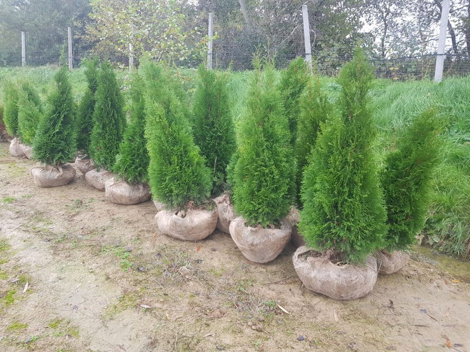 Tuia 1,2-1,3 m. Și arbuști