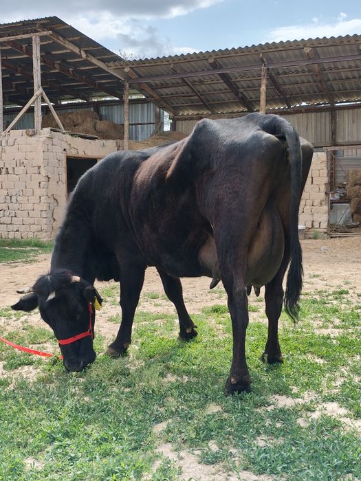 Сүтті ірі денелі бұзаулы сиыр