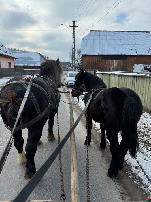 Manji  armasari de rasă