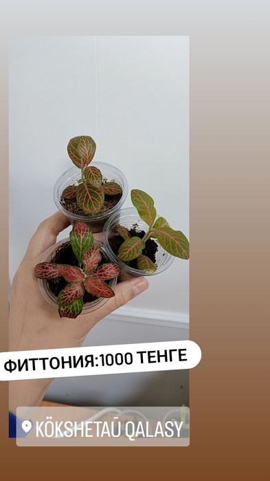 Комнатные цветы по 1000 тенге