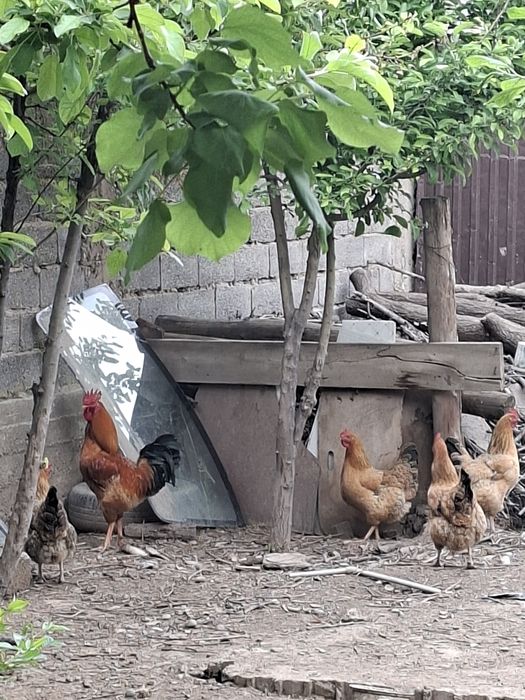 Кучин тауықтары сатылады