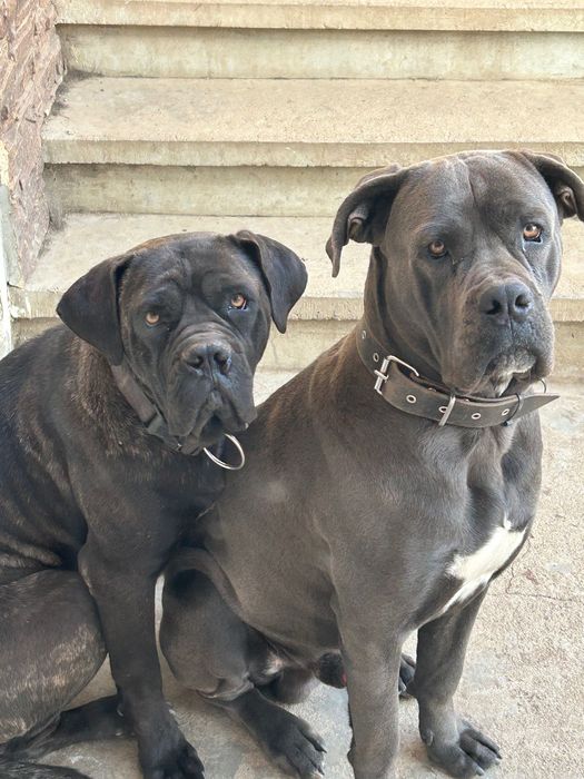 Малки кучета Кане Корсо