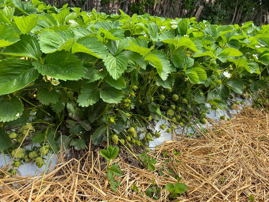 Stoloni de căpșuni - uniferi