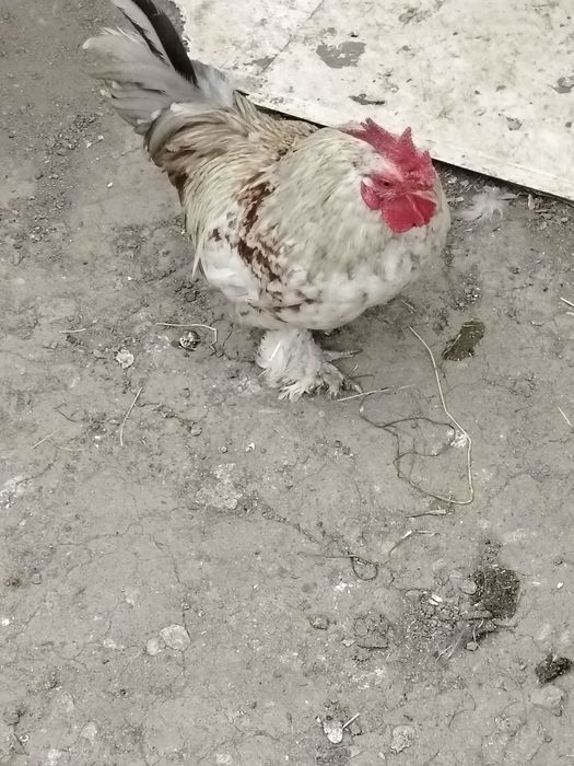 Vând cocoși piticii