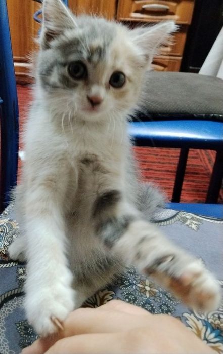 Отдам котят в хорошие руки