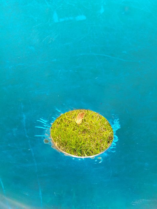 Клечки за захарен памук