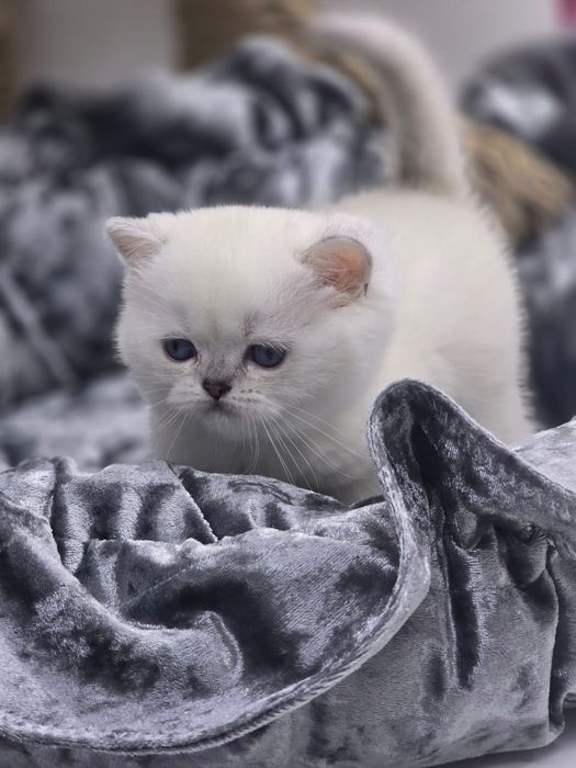 БритаШки ОчаРоваШки КотЯта