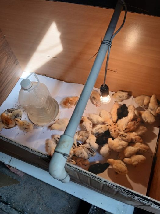 Цыплята куриные, недельные