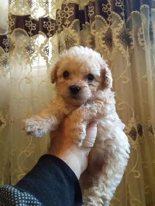 Продаётся той пудел