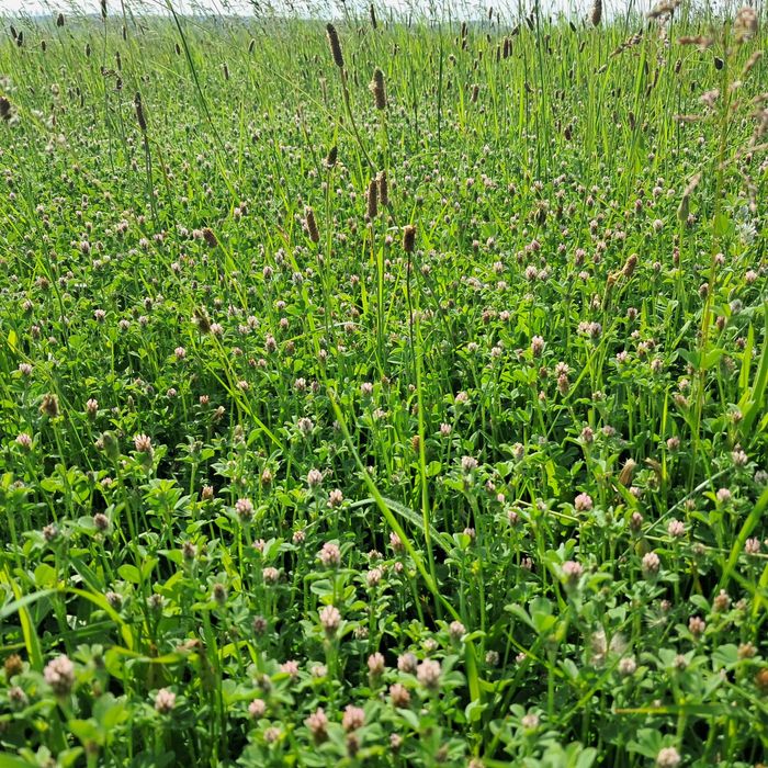 Baloti de fân rotunzi 120×120