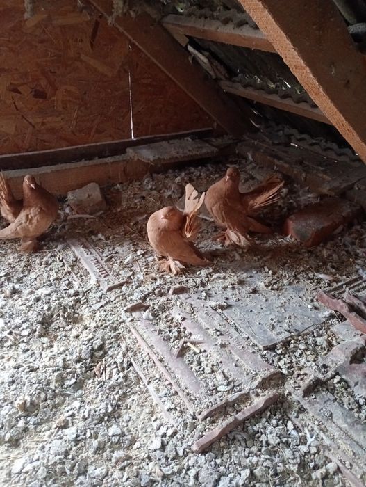 Vând trei femele și un mascul rostow