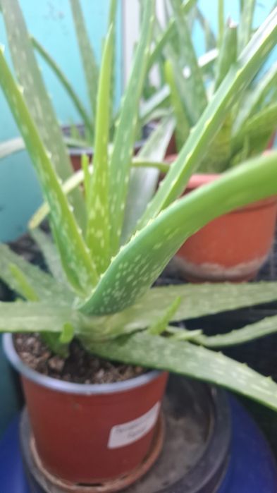 Aloe Vera impecabilă