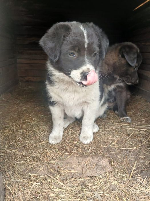Щенки мальчики и девочки