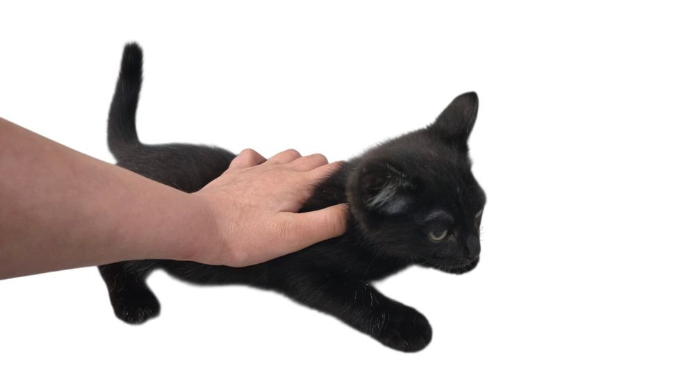 Котята двое отдам в хорошие руки