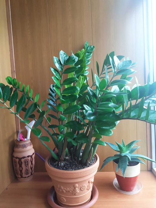 Продам Комнатные цветы