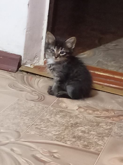 Отдам крысолова, бесплатно
