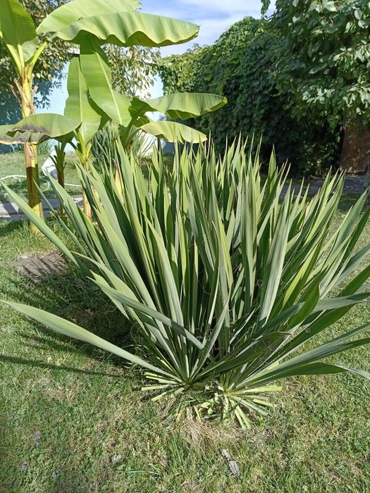 Продаются цветы Юки.