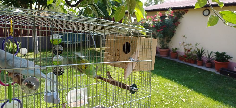 Papagali perusi pereche + Colivie completa