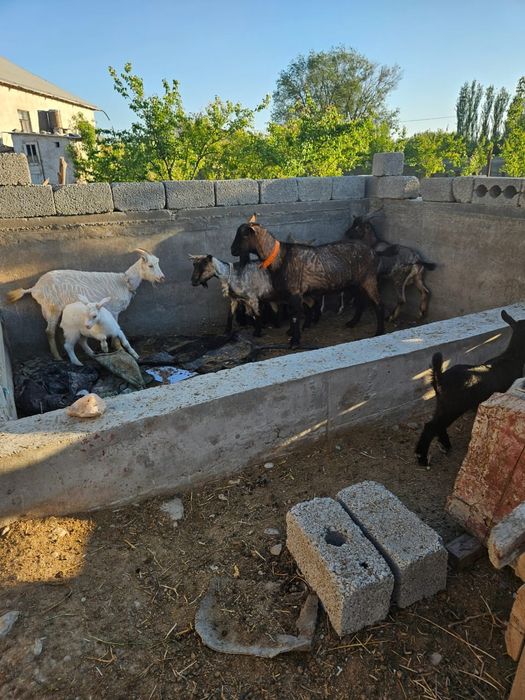 Альпийски теке сатылады 2 жас