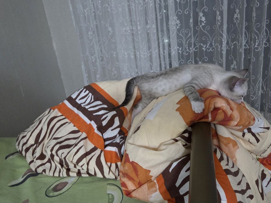 Умный сиамский котик