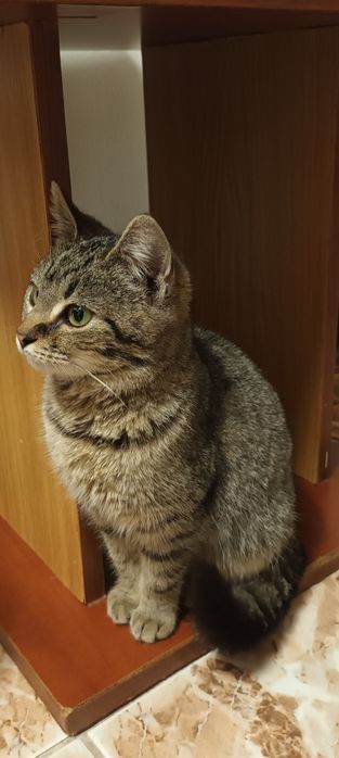 Pui de pisică spre adopție