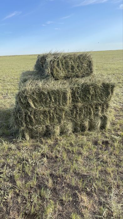 Продам сена в тюк лугавоие