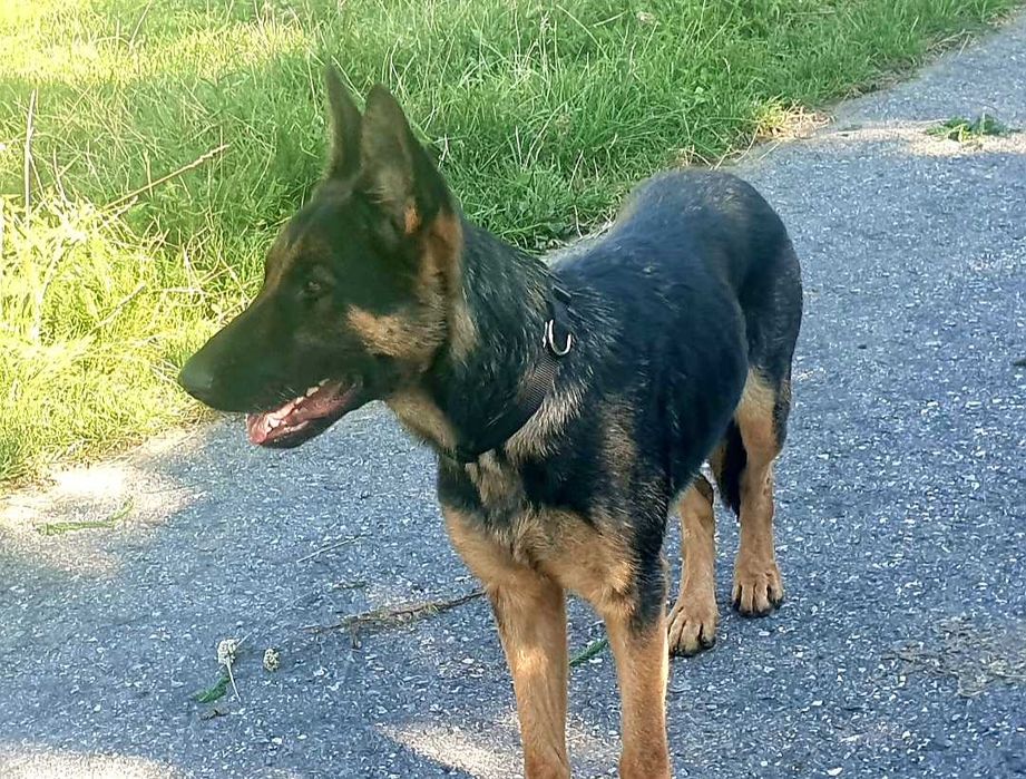 Ciobanesc german, 1 an si 9luni