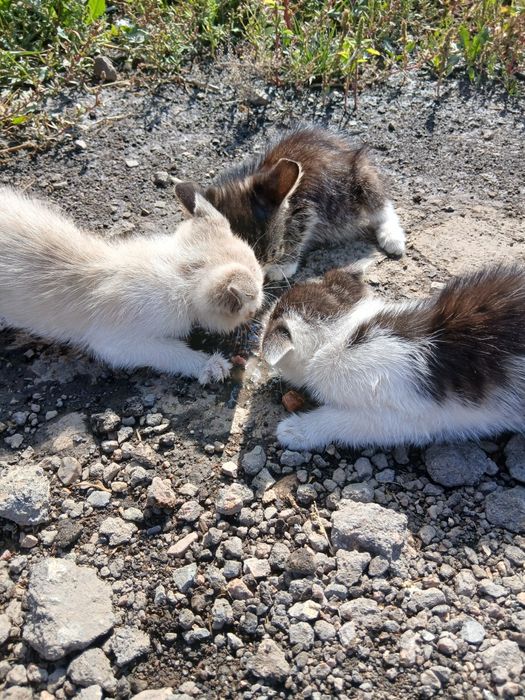 Котята пушистики