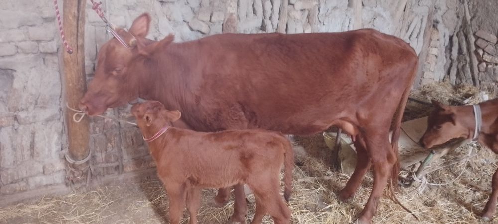 Srochniyga ona bola sigir sotiladi kafolati bilan
