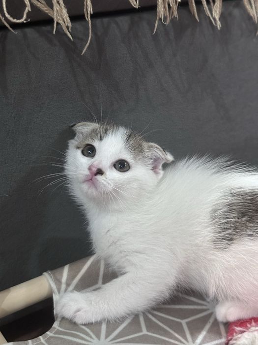 Котята 1,5 мес в добрые руки