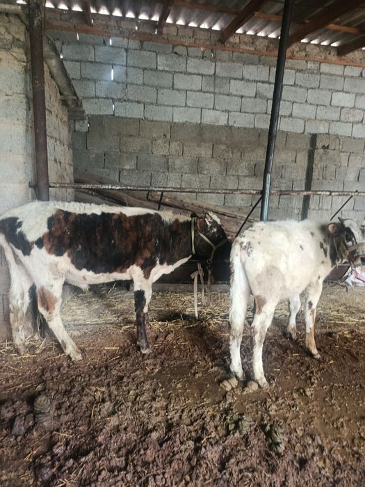 Буқалар сатылады