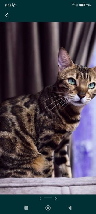 Продам бенгальских котят.