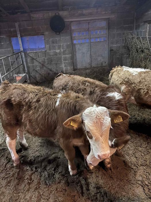 De vânzare 3 vițele